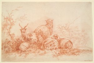 Sheep and Goat Resting