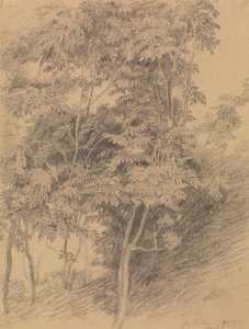 Tree Study