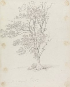 Tree at Easton Park by Sir George Howland Beaumont seventh Baronet
