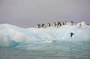 Adelie penguins, Pygoscelis adeliae, on an iceberg, 2022