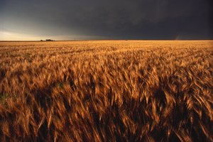 Summer Thunderstorm Approaches Wheat Field, Kansas, 2022