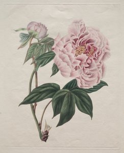 Chinese Tree Peony, c. 1820