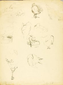 Animal Studies by Solon H. Borglum