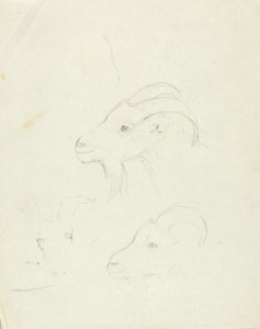 Goats by Solon H. Borglum