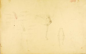 Horse Anatomy by Solon H. Borglum