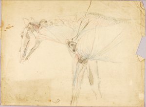 Horse Study
