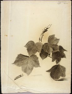 Leaves by Solon H. Borglum