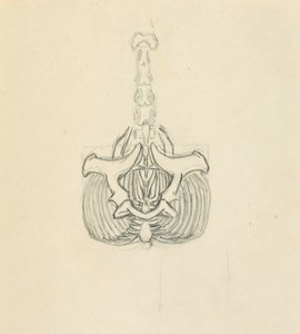 Pelvis