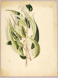 Plant Study