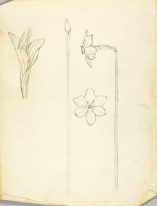Plant Study by Solon H. Borglum