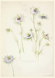 Studies: Love-in-a-mist, late 19th century by Sophia L. Crownfield