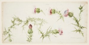 Six Studies of Thistles by Sophia L. Crownfield