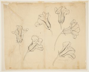 Studies of Squash or Pumpkin Blossoms