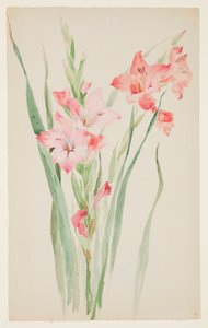 Study of Amaryllises