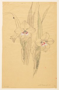 Study of Amaryllises