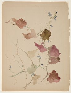Study of Clematis Vine with Blue Berries