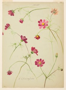 Study of Cosmos by Sophia L. Crownfield