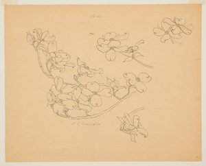 Study of Dogwood