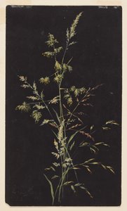 Study of Grass in Seed