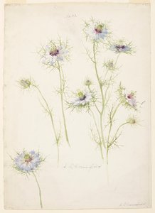 Study of Love-in-a-mist