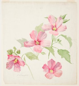 Study of Mallow