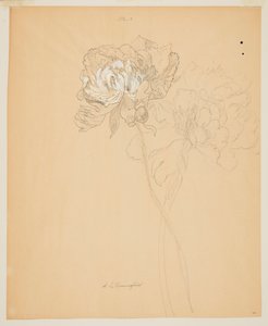Study of Peonies