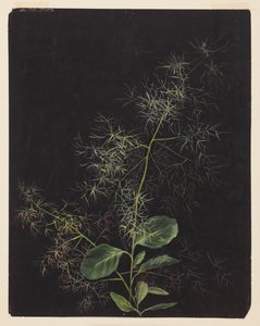Study of Plant, Possibly Tufted Hairgrass