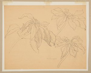 Study of Poinsettias