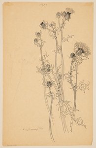Study of Thistle Plants