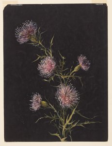 Study of Thistles