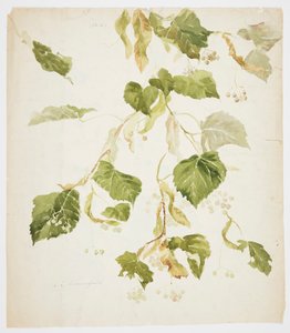 Study of a Linden Branch