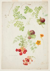 Study of Maidenhair Fern, Trumpet Vine and Nasturtium
