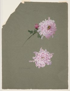 Two Studies of Violet Chrysanthemums by Sophia L. Crownfield