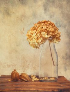 Dried Hydrangea Still Life by Sophie Pan