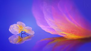 Golden Petal Reflection