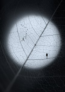 Man on Moon Leaf by Sophie Pan