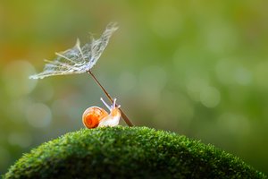 Tiny Snail Dandelion Umbrella