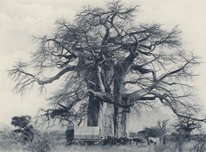 A Baobab Tree