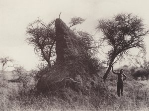 A Mammoth Antheap