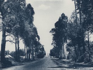 Avenue of Blue Gum Trees, Pretoria by South African Photographer