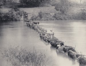 How Rivers are crossed in the Transvaal by South African Photographer