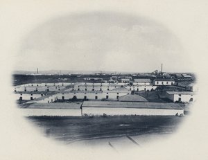Native Compound, New Primrose Gold Mining Company