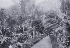 Palm Avenue, Botanic Gardens, Durban by South African Photographer