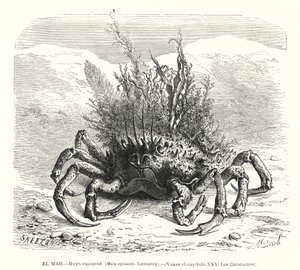 European spider crab (Maja squinado) by Spanish School