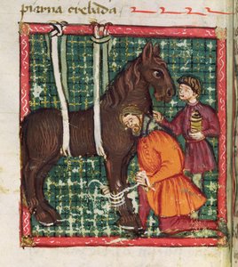 Mending the Fractured Metacarpal of a Horse, from Libro de Menescalcia y Albeyteria by Juan Alvarez