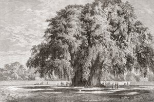 The Tule Tree at Santa María del Tule by Spanish School