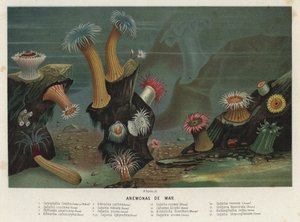 Sea anemones