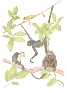 Costa Rica Monkey by Stacy Hsu