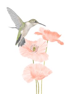 Hummingbird Garden