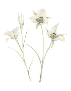 Mariposa Lily by Stacy Hsu